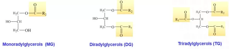 Glycerolipids structure